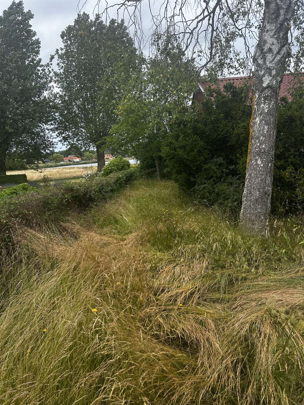 Græssti før slåning