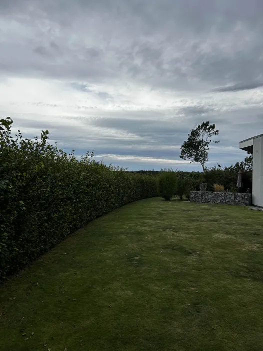 Bøgehæk før klipning