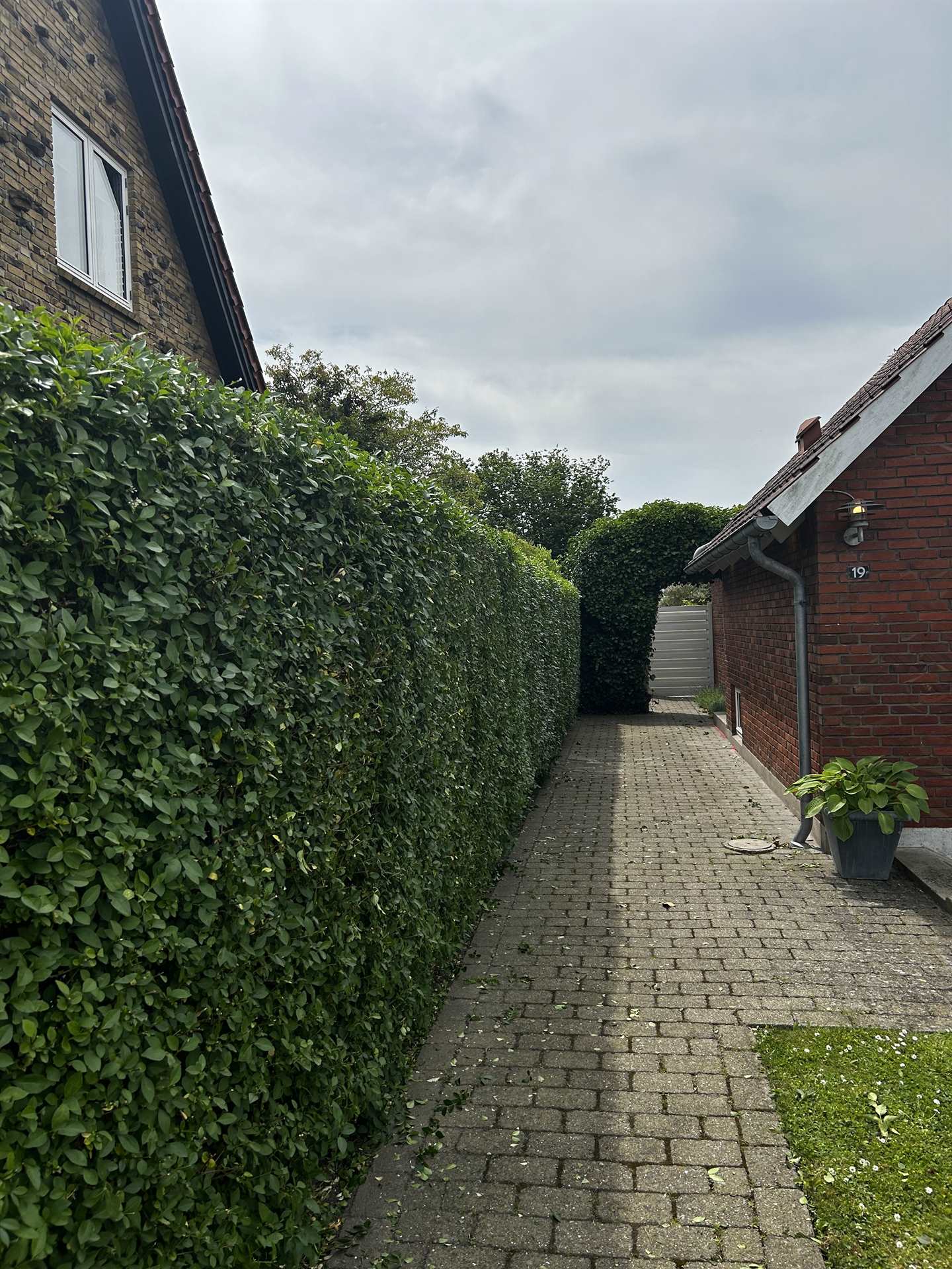 Ligusterhæk efter