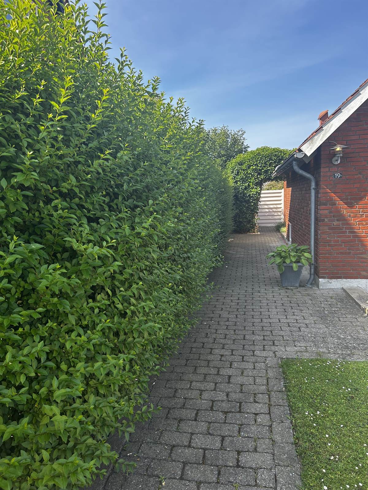 Ligusterhæk før